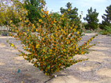 Fremontodendron 'Pacific Sunset', Flannel Bush