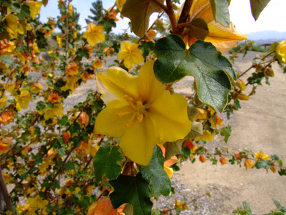 Fremontodendron 'Pacific Sunset', Flannel Bush