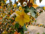 Fremontodendron 'Pacific Sunset', Flannel Bush