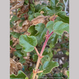 Fremontodendron  'Spring Fever', Flannel Bush