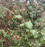 Shrubs ~ Fremontodendron 'Spring Fever', Flannel Bush ~ Dancing Oaks Nursery and Gardens ~ Retail Nursery ~ Mail Order Nursery