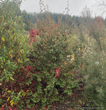 Shrubs ~ Fremontodendron 'Spring Fever', Flannel Bush ~ Dancing Oaks Nursery and Gardens ~ Retail Nursery ~ Mail Order Nursery