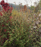 Shrubs ~ Fremontodendron 'Spring Fever', Flannel Bush ~ Dancing Oaks Nursery and Gardens ~ Retail Nursery ~ Mail Order Nursery