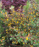 Shrubs ~ Fremontodendron 'Spring Fever', Flannel Bush ~ Dancing Oaks Nursery and Gardens ~ Retail Nursery ~ Mail Order Nursery