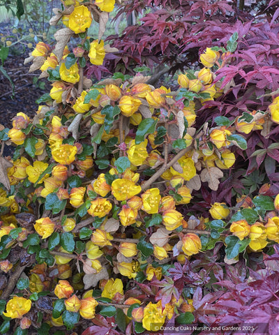 Shrubs ~ Fremontodendron 'Spring Fever', Flannel Bush ~ Dancing Oaks Nursery and Gardens ~ Retail Nursery ~ Mail Order Nursery