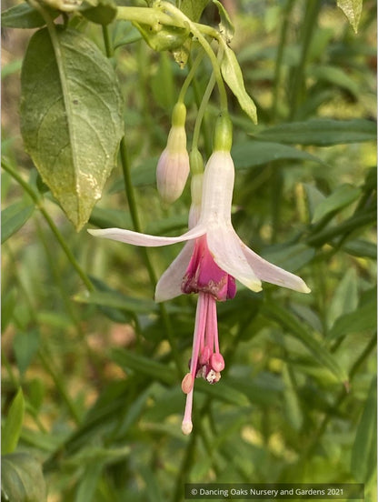 Fuchsia 'Dancing Stars', Hardy Fuchsia