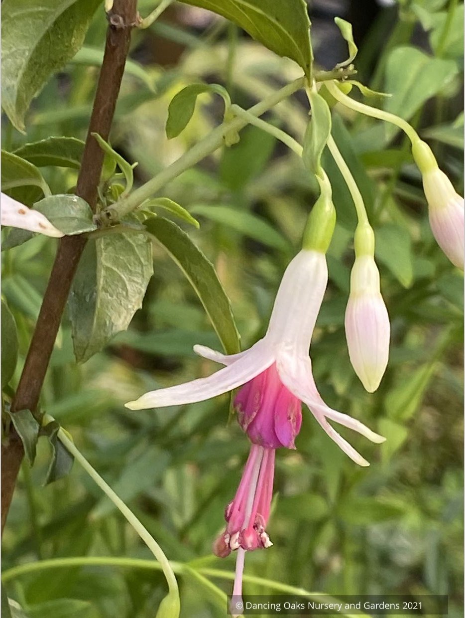 Fuchsia 'Dancing Stars', Hardy Fuchsia