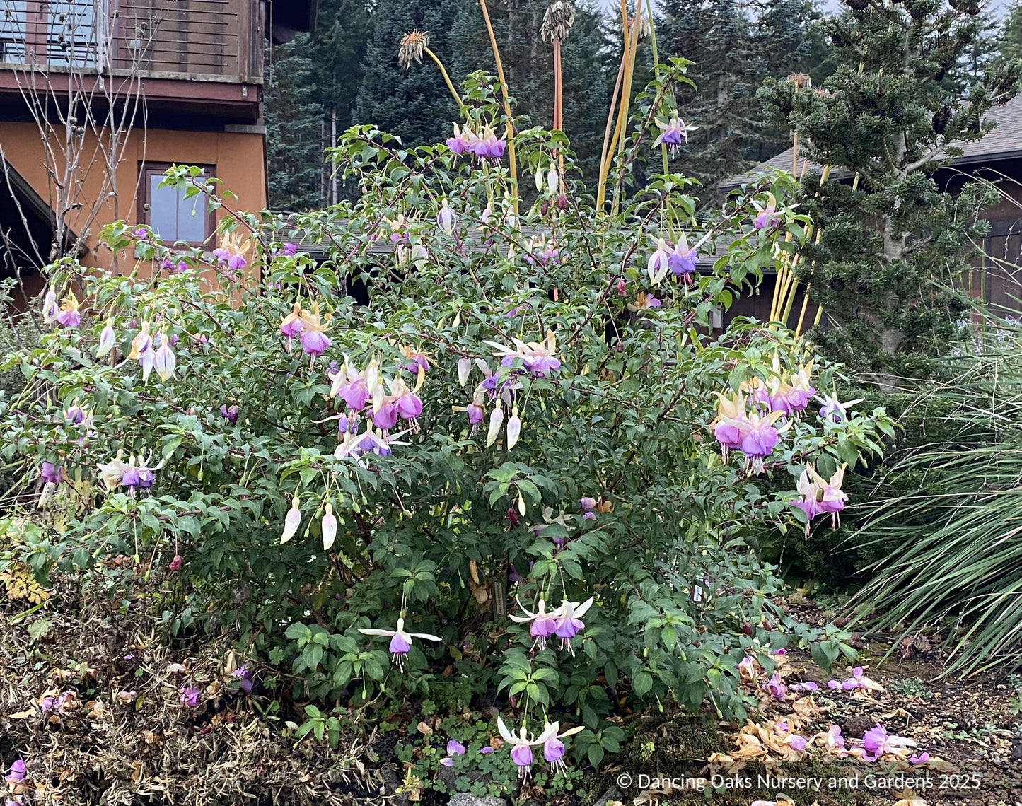 Fuchsia 'Delta's Sarah', Hardy Fuchsia