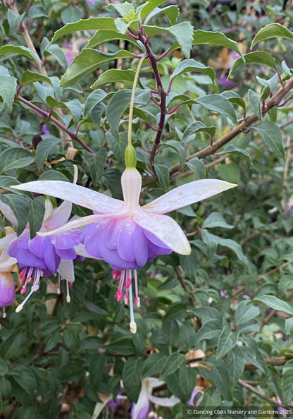 Fuchsia 'Delta's Sarah', Hardy Fuchsia