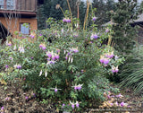 Fuchsia 'Delta's Sarah', Hardy Fuchsia