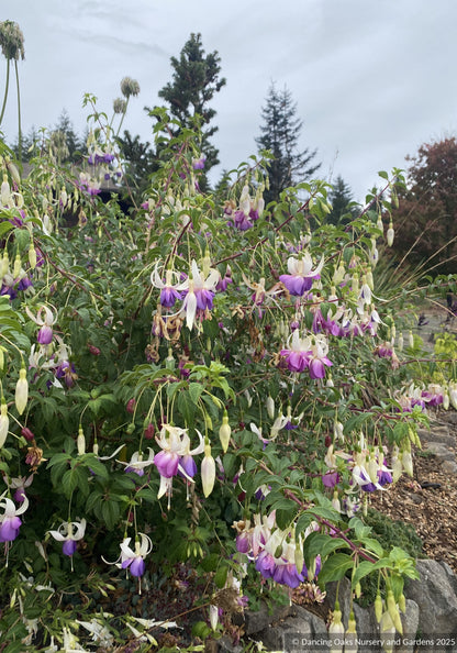 Fuchsia 'Delta's Sarah', Hardy Fuchsia