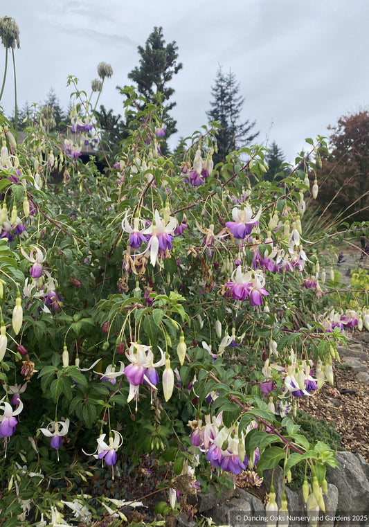 Fuchsia 'Delta's Sarah', Hardy Fuchsia