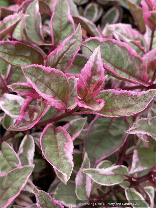 Fuchsia 'Island Sunset', Hardy Fuchsia