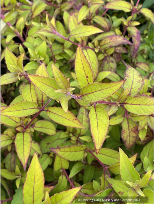 Fuchsia magellanica 'Aurea', Golden-leaved Hardy Fuchsia