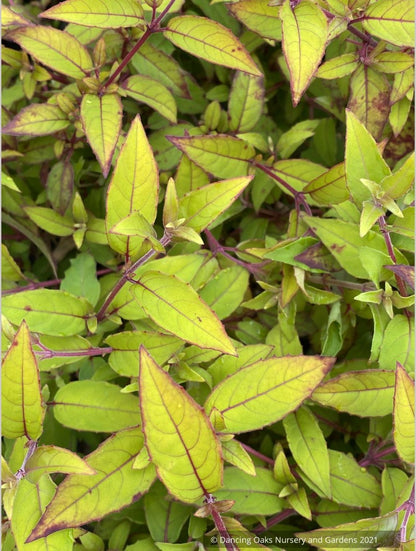 Fuchsia magellanica 'Aurea', Golden-leaved Hardy Fuchsia