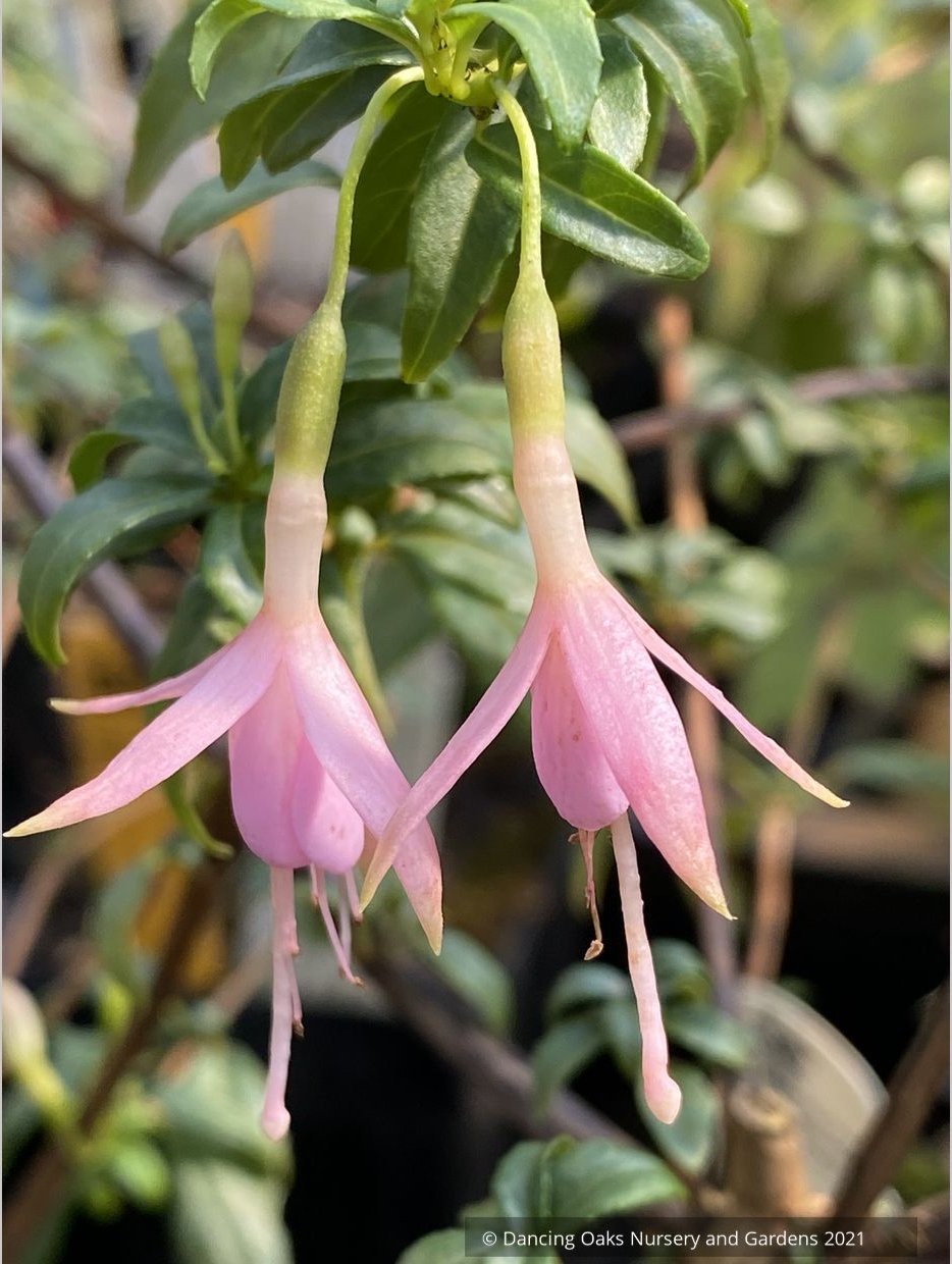 Fuchsia magellanica 'Natales Rose', syn. Fuchsia magellanica 'Alba'