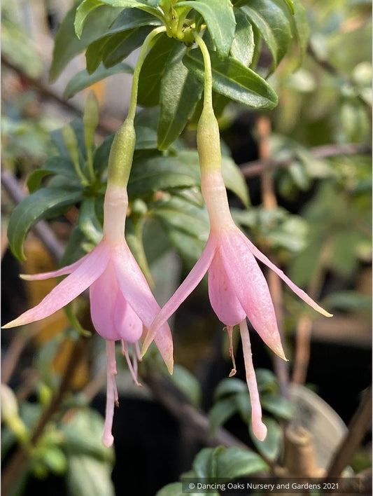 Fuchsia magellanica 'Natales Rose', syn. Fuchsia magellanica 'Alba'