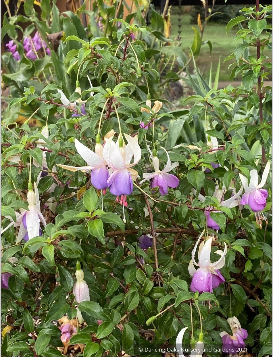 Perennials ~ Fuchsia 'Delta's Sarah', Hardy Fuchsia ~ Dancing Oaks Nursery and Gardens ~ Retail Nursery ~ Mail Order Nursery