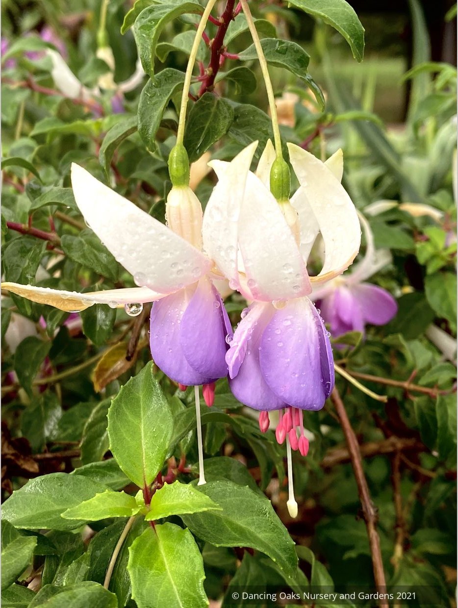 Perennials ~ Fuchsia 'Delta's Sarah', Hardy Fuchsia ~ Dancing Oaks Nursery and Gardens ~ Retail Nursery ~ Mail Order Nursery