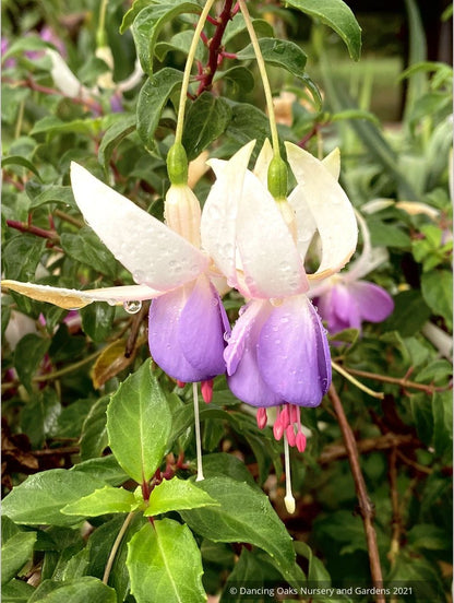 Perennials ~ Fuchsia 'Delta's Sarah', Hardy Fuchsia ~ Dancing Oaks Nursery and Gardens ~ Retail Nursery ~ Mail Order Nursery