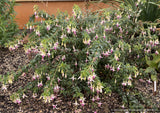 Shrubs ~ Fuchsia 'Dancing Stars', Hardy Fuchsia ~ Dancing Oaks Nursery and Gardens ~ Retail Nursery ~ Mail Order Nursery