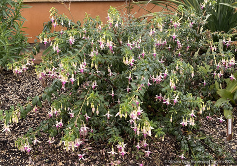 Shrubs ~ Fuchsia 'Dancing Stars', Hardy Fuchsia ~ Dancing Oaks Nursery and Gardens ~ Retail Nursery ~ Mail Order Nursery