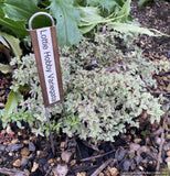 Fuchsia 'Lottie Hobby Variegated', Hardy Fuchsia