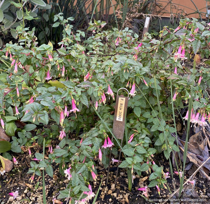 Perennials ~ Fuchsia 'Rijs 2001' (syn Rys), Fuchsia ~ Dancing Oaks Nursery and Gardens ~ Retail Nursery ~ Mail Order Nursery