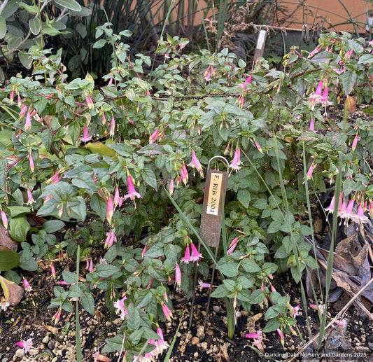 Perennials ~ Fuchsia 'Rijs 2001' (syn Rys), Fuchsia ~ Dancing Oaks Nursery and Gardens ~ Retail Nursery ~ Mail Order Nursery