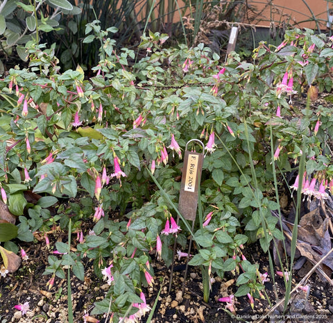 Perennials ~ Fuchsia 'Rijs 2001' (syn Rys), Fuchsia ~ Dancing Oaks Nursery and Gardens ~ Retail Nursery ~ Mail Order Nursery