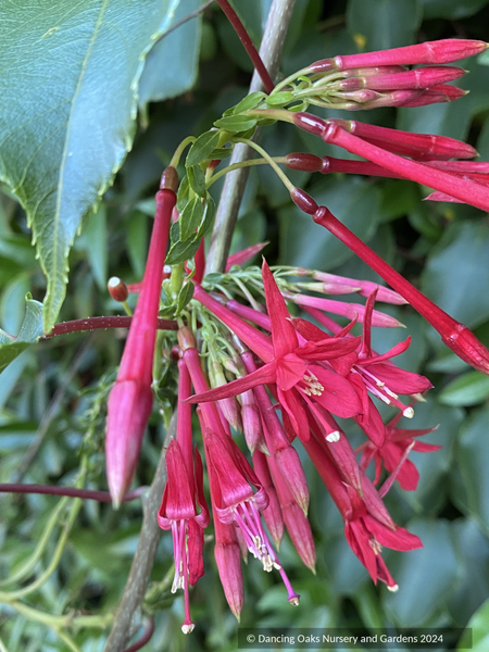 Fuchsia 'Scarlet Ribbons', Lady's Eardrops Fuchsia – Dancing Oaks