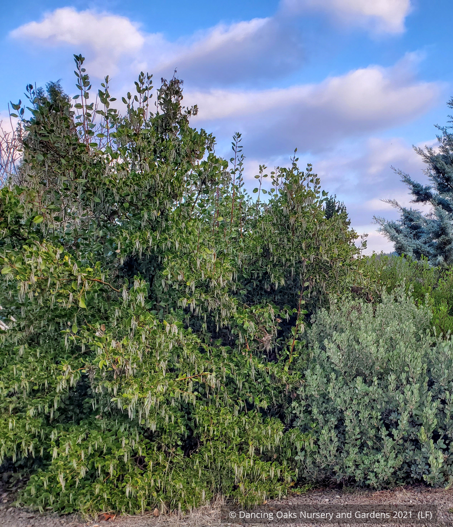 Shrubs ~ Garrya fremontii, Bear Brush or Fremont Silktassel ~ Dancing Oaks Nursery and Gardens ~ Retail Nursery ~ Mail Order Nursery