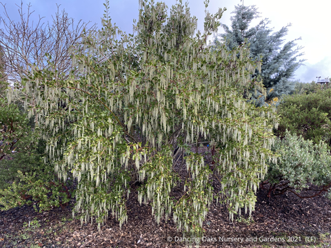 Shrubs ~ Garrya fremontii, Bear Brush or Fremont Silktassel ~ Dancing Oaks Nursery and Gardens ~ Retail Nursery ~ Mail Order Nursery