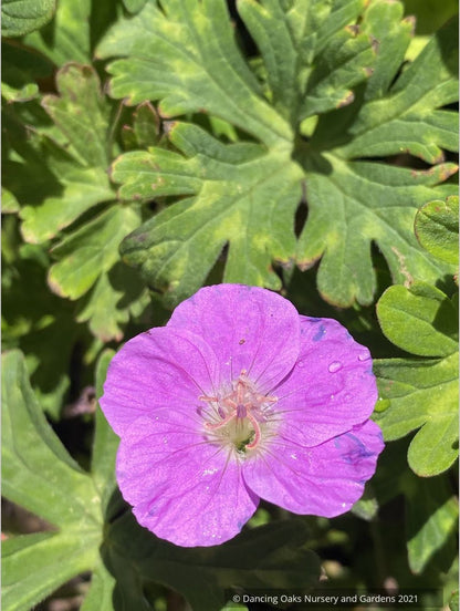 Geranium orientalitibeticum, Tibetan Cranesbill