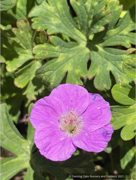 Geranium orientalitibeticum, Tibetan Cranesbill