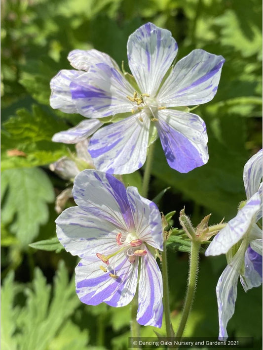 Perennials ~ GERANIUM pratense 'Striatum', Hardy Geranium ~ Dancing Oaks Nursery and Gardens ~ Retail Nursery ~ Mail Order Nursery