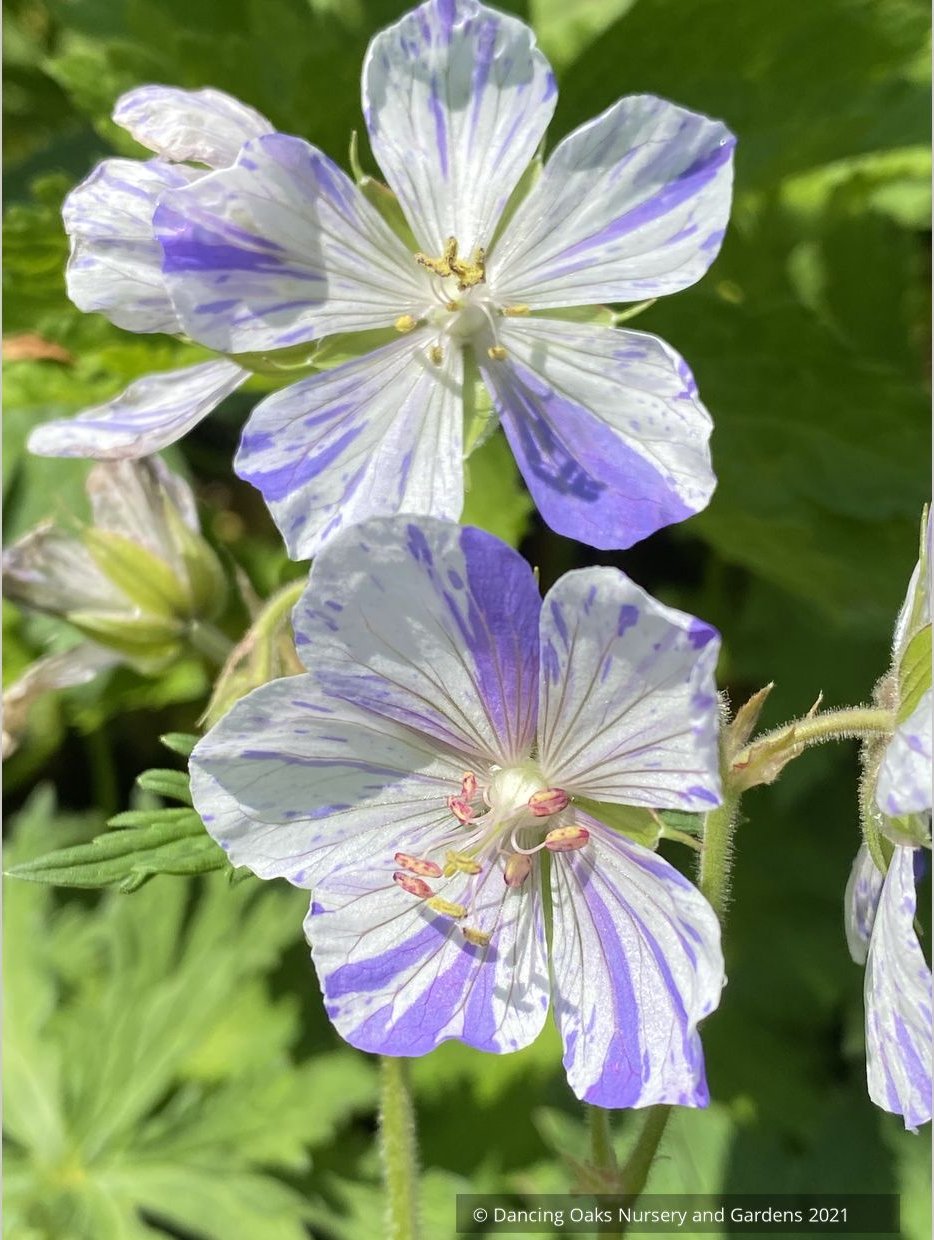 Perennials ~ GERANIUM pratense 'Striatum', Hardy Geranium ~ Dancing Oaks Nursery and Gardens ~ Retail Nursery ~ Mail Order Nursery