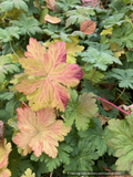 Perennials ~ Geranium macrorrhizum 'Czakor', Hardy Geranium ~ Dancing Oaks Nursery and Gardens ~ Retail Nursery ~ Mail Order Nursery