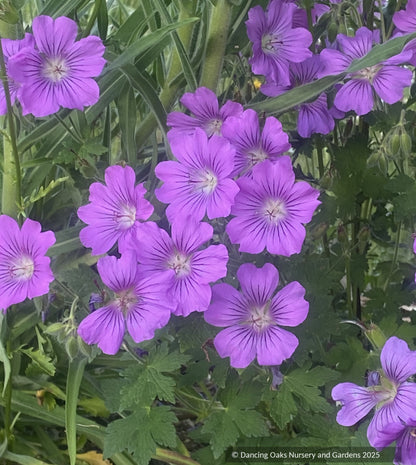 Perennials ~ Geranium 'Sirak', Cranesbill ~ Dancing Oaks Nursery and Gardens ~ Retail Nursery ~ Mail Order Nursery