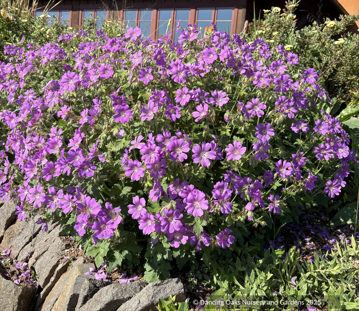 Perennials ~ Geranium 'Sirak', Cranesbill ~ Dancing Oaks Nursery and Gardens ~ Retail Nursery ~ Mail Order Nursery