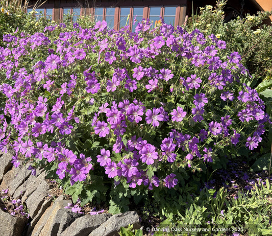 Perennials ~ Geranium 'Sirak', Cranesbill ~ Dancing Oaks Nursery and Gardens ~ Retail Nursery ~ Mail Order Nursery