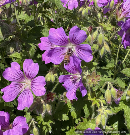 Perennials ~ Geranium 'Sirak', Cranesbill ~ Dancing Oaks Nursery and Gardens ~ Retail Nursery ~ Mail Order Nursery