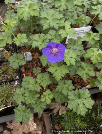 Perennials ~ Geranium himalayense, Hardy Geranium ~ Dancing Oaks Nursery and Gardens ~ Retail Nursery ~ Mail Order Nursery