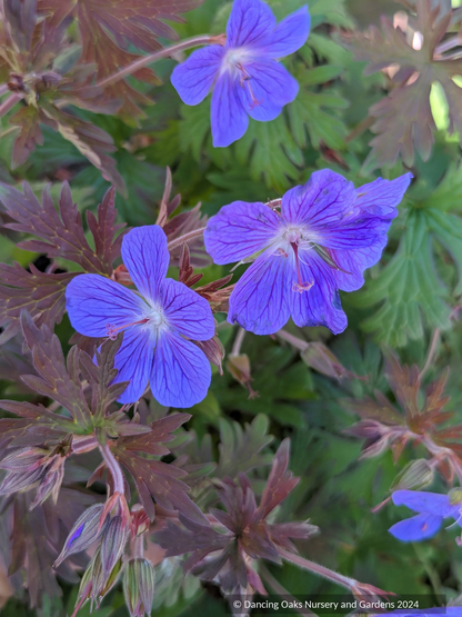 Geranium himalayense 'Kaya', Hardy Geranium