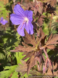 Geranium himalayense 'Kaya', Hardy Geranium