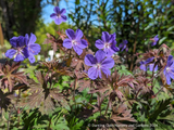 Geranium himalayense 'Kaya', Hardy Geranium