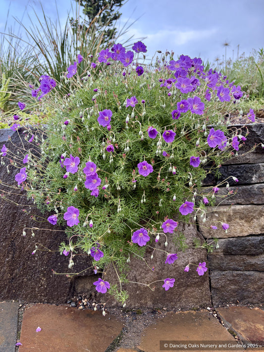 Perennials ~ Geranium incanum, Incana Cranesbill ~ Dancing Oaks Nursery and Gardens ~ Retail Nursery ~ Mail Order Nursery