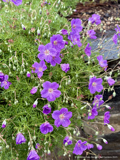 Perennials ~ Geranium incanum, Incana Cranesbill ~ Dancing Oaks Nursery and Gardens ~ Retail Nursery ~ Mail Order Nursery