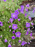 Perennials ~ Geranium incanum, Incana Cranesbill ~ Dancing Oaks Nursery and Gardens ~ Retail Nursery ~ Mail Order Nursery