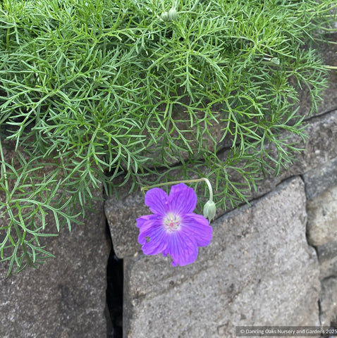 Perennials ~ Geranium incanum, Incana Cranesbill ~ Dancing Oaks Nursery and Gardens ~ Retail Nursery ~ Mail Order Nursery